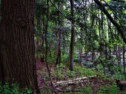 Michigan Road Preserve