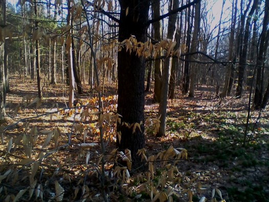 Michigan Road Preserve