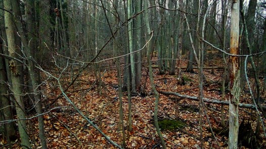 Michigan Road Preserve