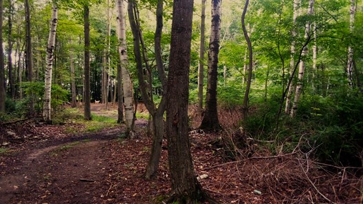 Michigan Road Preserve