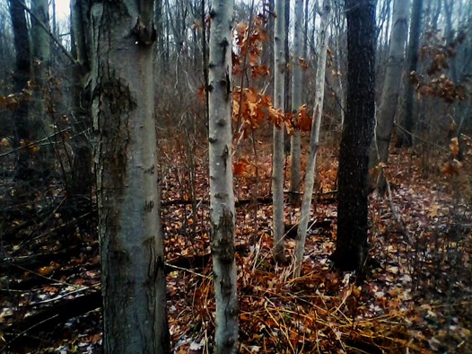 Michigan Road Preserve