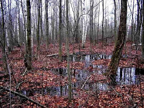 Michigan Road Preserve