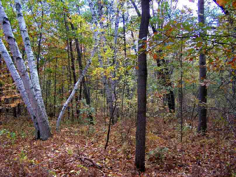 Michigan Road Preserve