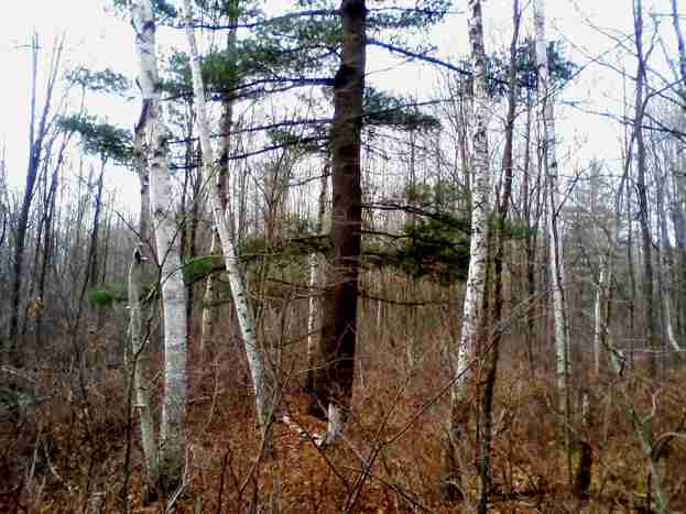 Peltier Beach Ridge Preserve