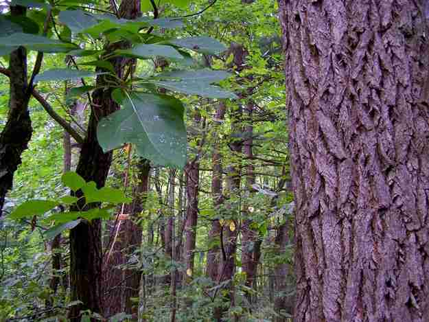 Peltier Beach Ridge Preserve