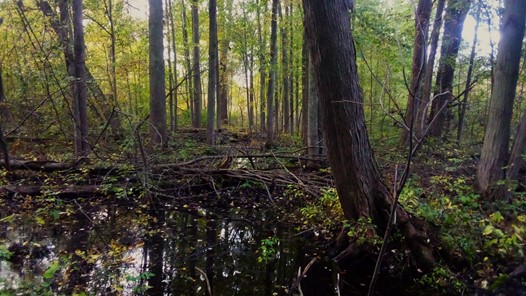 Michigan Road Preserve