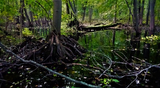 Michigan Road Preserve