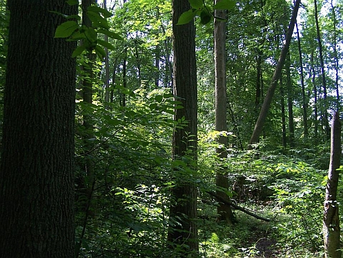 Dead End Woods Sanctuary